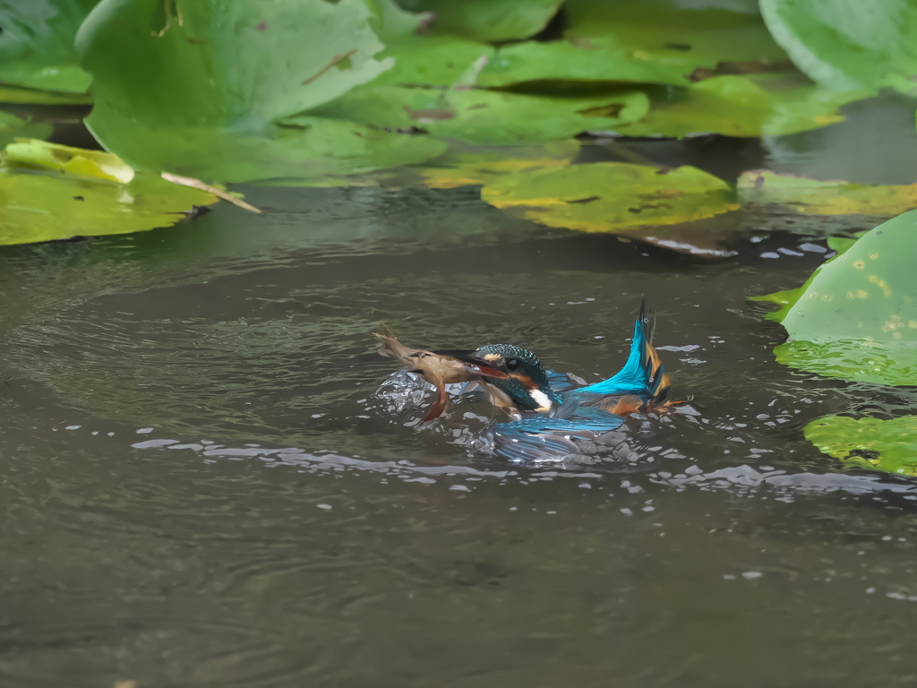 ザリガニ獲れたよ 24