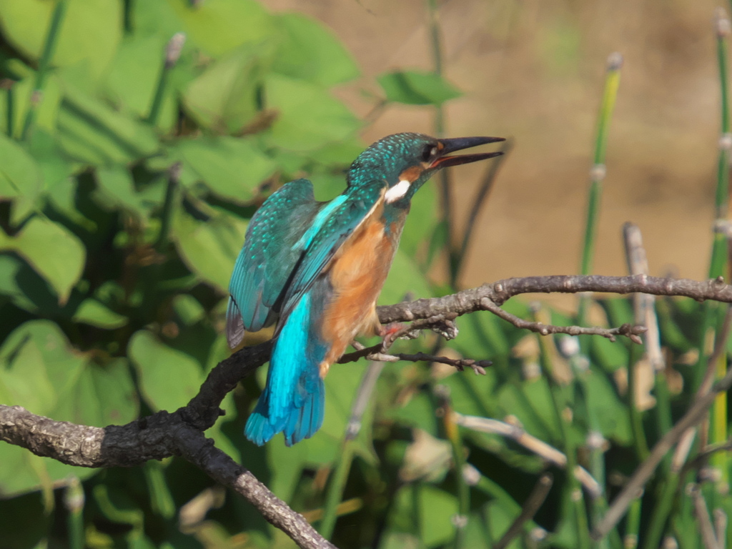 止り木 25（黒い若雄）