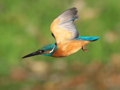 ロックオン 10（父親）