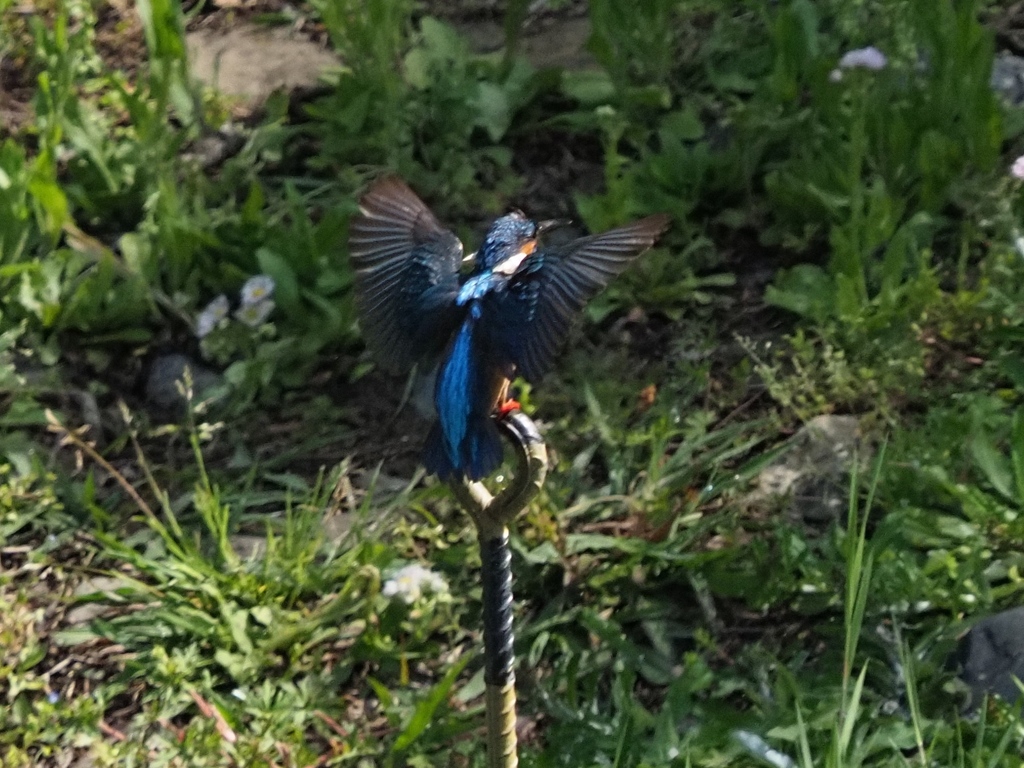 お腹に陽射しを