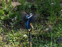 お腹に陽射しを