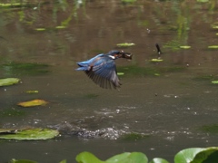 ザリガニ獲れたよ 2-3