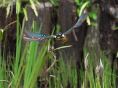 お魚獲れたよ 43