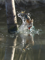 浮上 314-1（嫁候補）