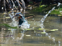 浮上 451-1（父親）