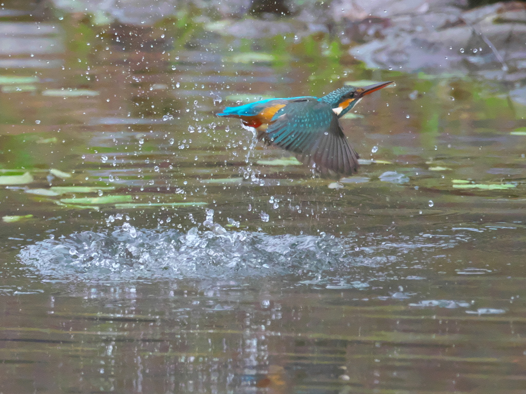 浮上 213（嫁候補）