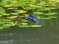 お魚獲れたよ 38