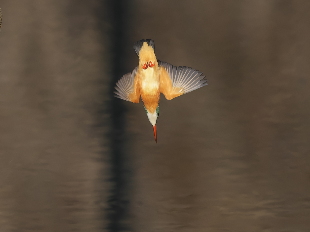 飛び込みシーケンス 39-3