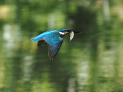 お魚獲れたよ 63