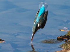 飛び込みシーケンス 30-3（嫁候補）