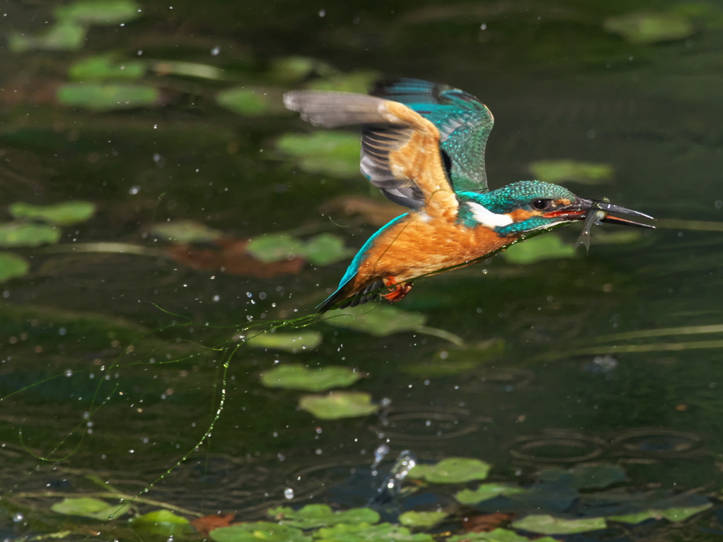 浮上 457-4（父親）