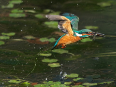 浮上 457-4（父親）