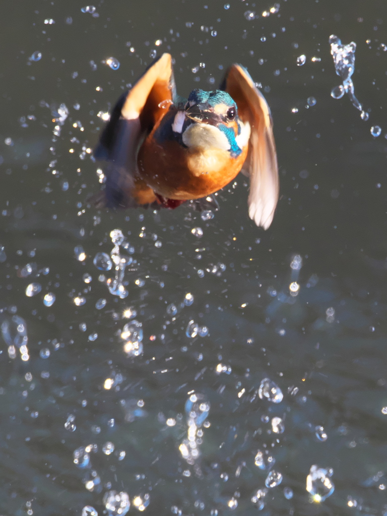 浮上 267-2（父親）