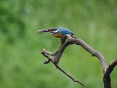 お持ち帰り 34-1