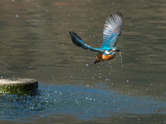 浮上 363-3（父親）