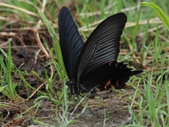 カワセミ待ちの虫撮り 8