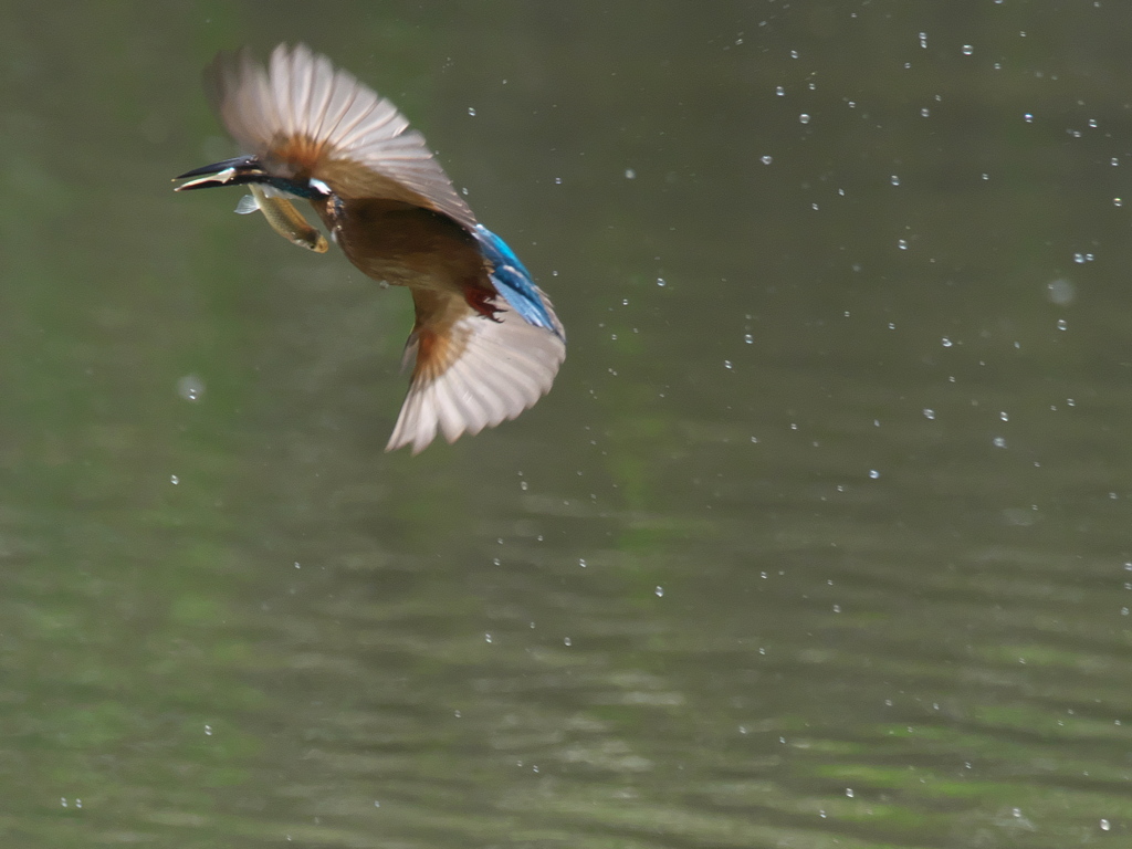 お魚獲れたよ 31