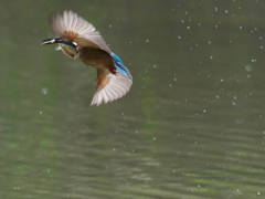 お魚獲れたよ 31