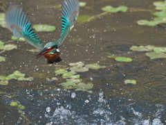 浮上 460-4（父親）