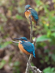 止り木 93（嫁候補と父親）