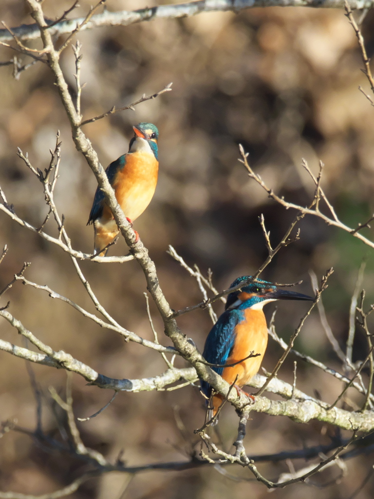 止り木 120（嫁候補と父親）