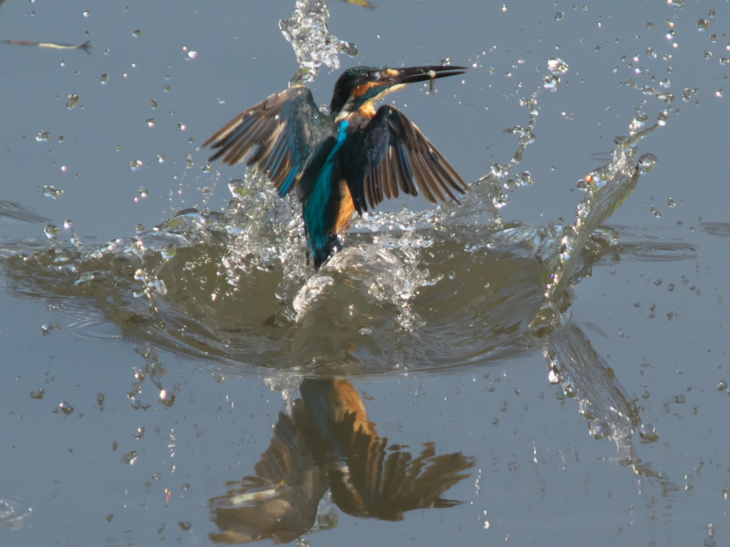 浮上 65-2（父親 エビ獲れたよ）