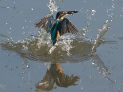 浮上 65-2（父親 エビ獲れたよ）