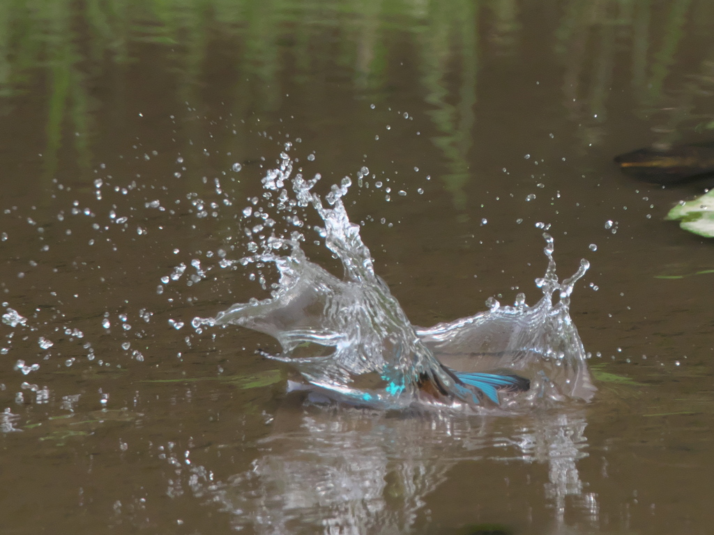 飛び込みシーケンス 3-3（雛）