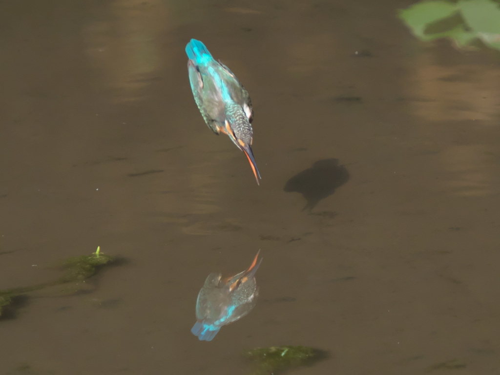 飛び込みシーケンス 13-2（嫁候補？）