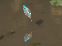 飛び込みシーケンス 13-2（嫁候補？）