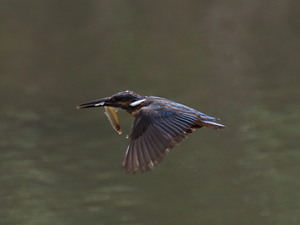 お魚採れたよ 13-4