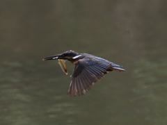 お魚採れたよ 13-4