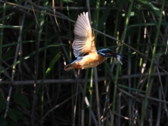 お魚獲れたよ 66-2