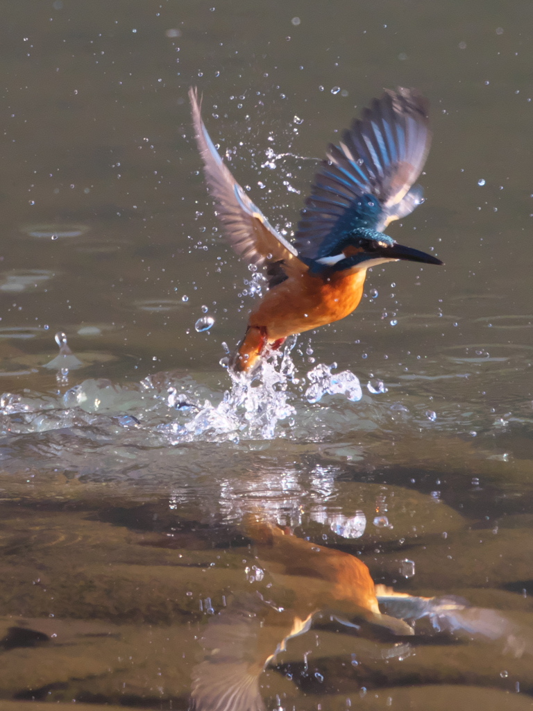 浮上 260-1（父親）