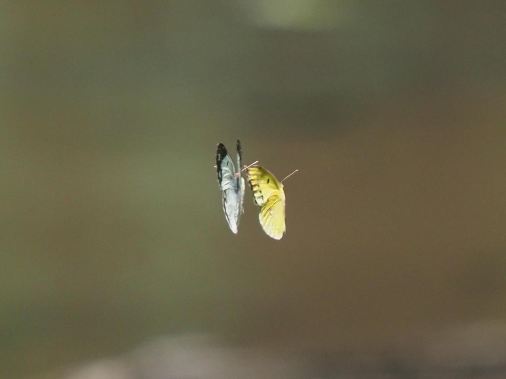 カワセミ待ちの虫撮り 6-1