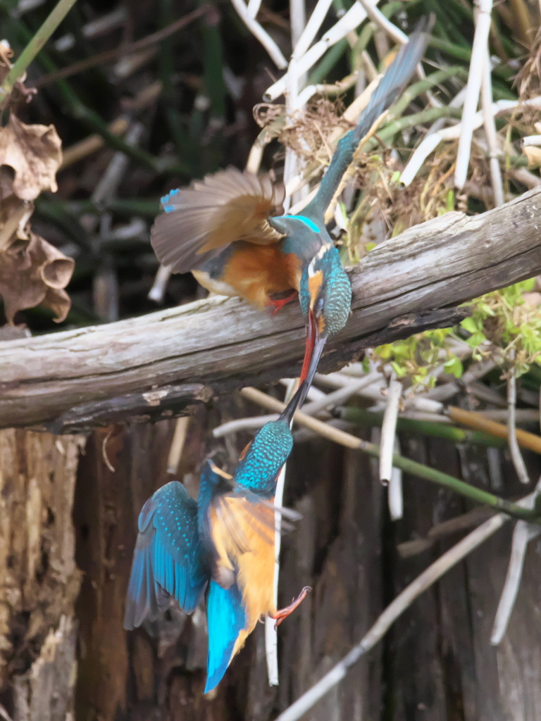 止り木 100-4（嫁候補と父親）