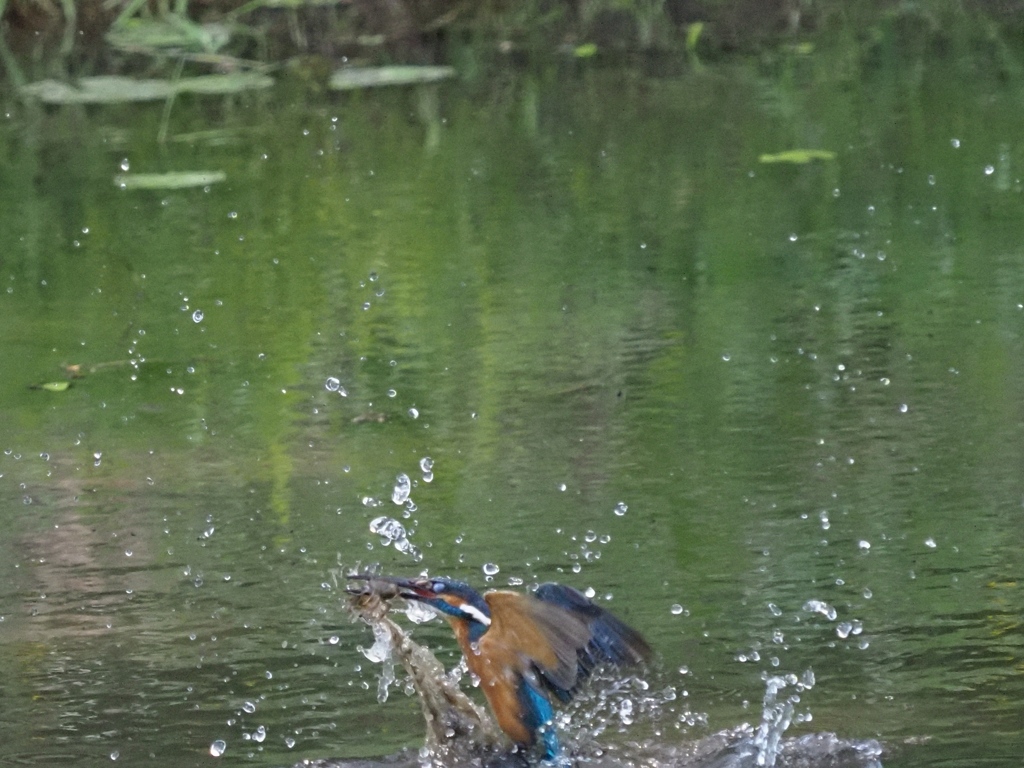 浮上 22-1(ザリガニ獲れたよ)