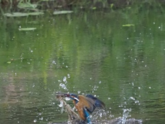 浮上 22-1(ザリガニ獲れたよ)