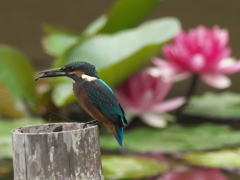 エビ採れたよ4（雛）