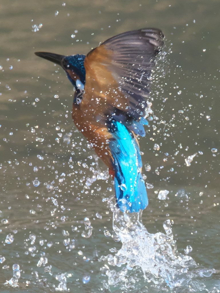 浮上 264（父親）