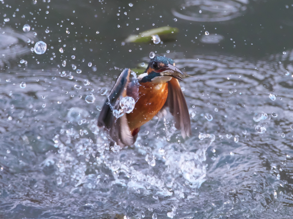 浮上 276-1（父親）