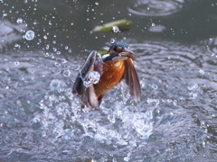 浮上 276-1（父親）