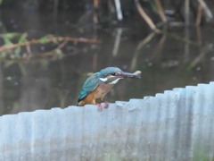 エビ獲れたよ 28（父親）