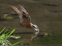 ダイブ 8（嫁候補）