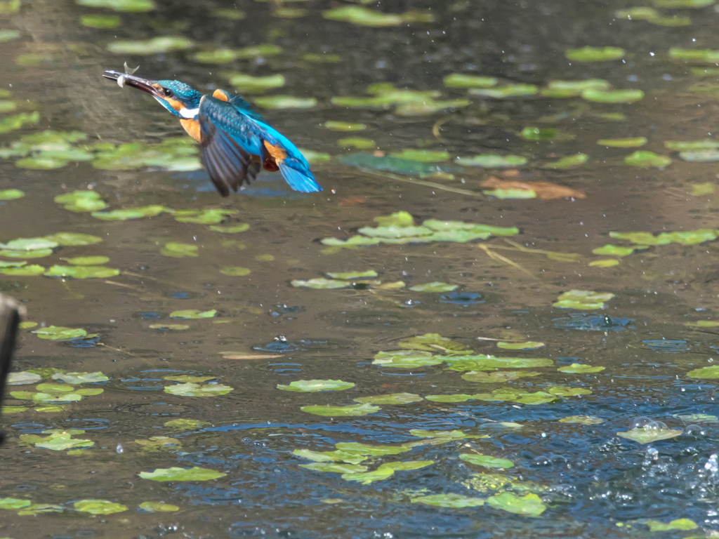 浮上 458-3（父親）
