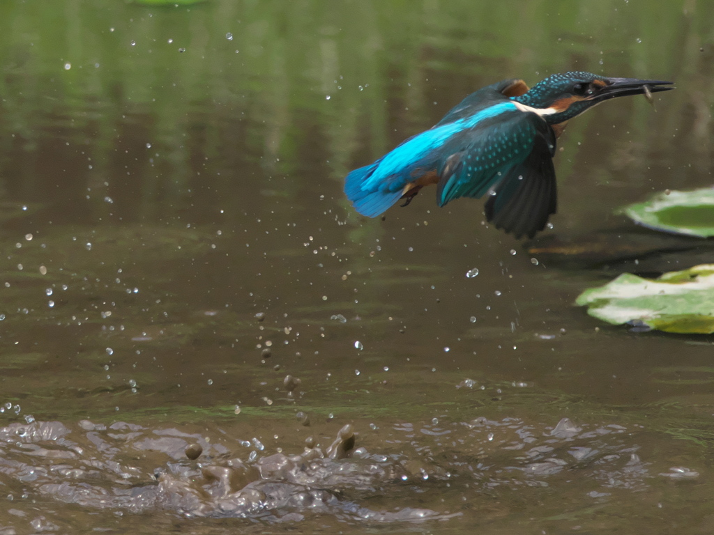 飛び込みシーケンス 3-6（雛）