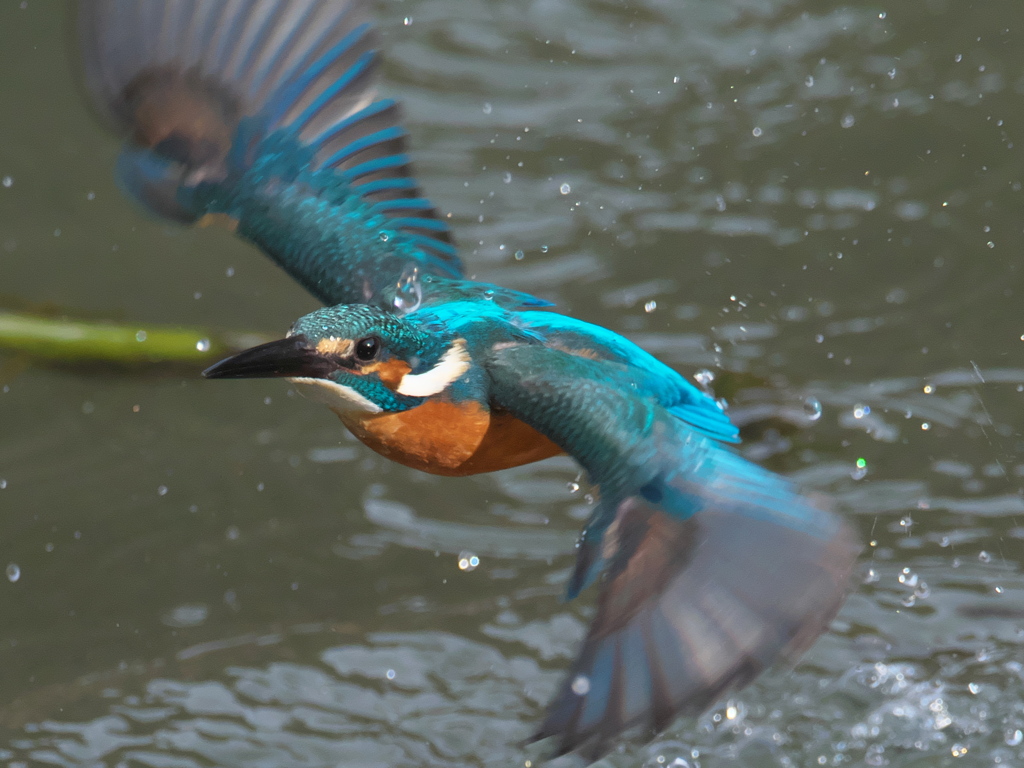 浮上 288-2（父親）