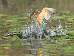 浮上 176-2（嫁候補）