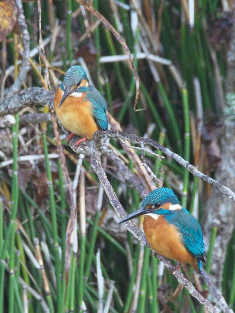 止り木 83（嫁候補と父親）