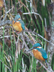 止り木 83（嫁候補と父親）